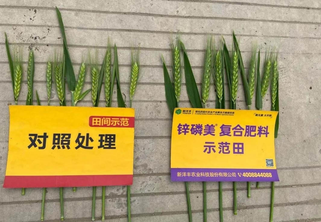 穗子对比：示范田穗子更大，更长，穗粒更多.jpg