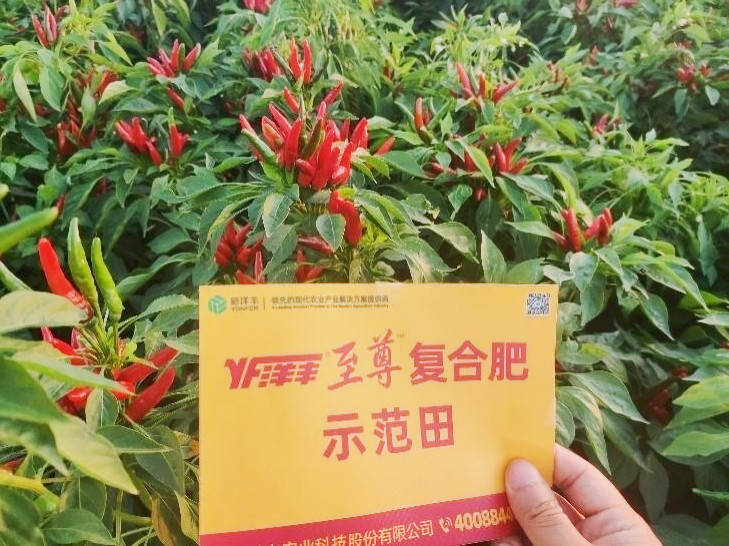 图片8-8，9月9日示范田辣椒长势_副本.jpg