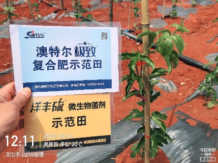 3月31日，定值后的白效果苗长势.jpg