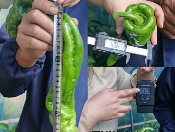 谢大哥1经过测量辣椒果长、径粗、重量足。.jpg