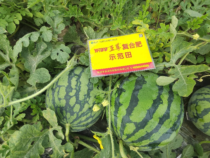 示范西瓜个头大、卖相好.jpg