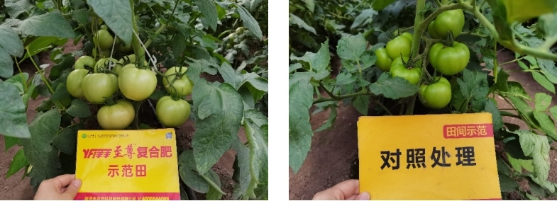 图3  8月3日洋丰至尊番茄示范田回访（近景）.jpg