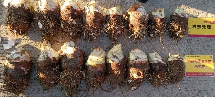 芋头对比.jpg