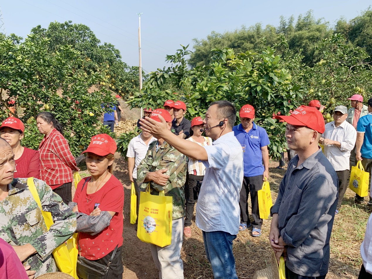 加拿大pc28预测西南大区总农艺师李家涛（中）在广西壮族自治区玉林市容县沙田柚示范观摩现。种不ё黾际跫靶Ч步.jpg
