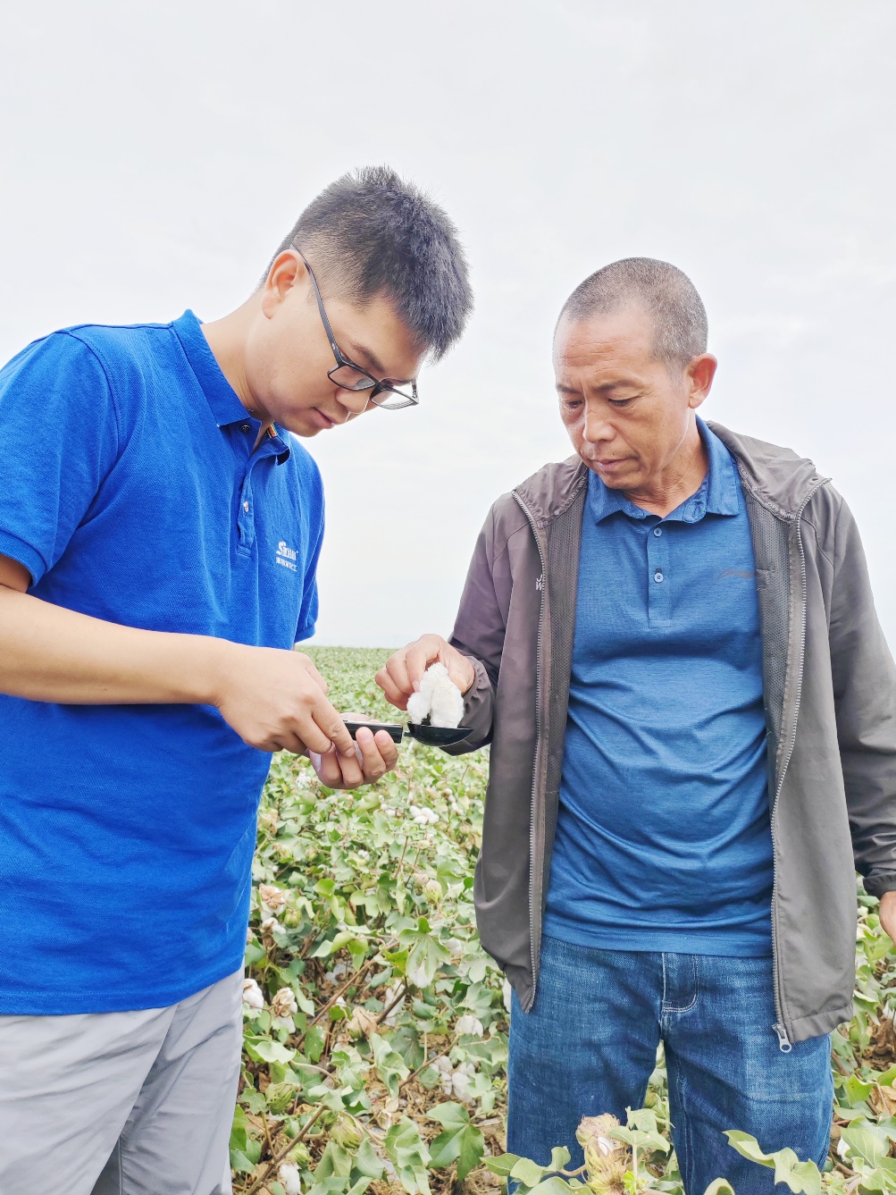 加拿大pc28预测农艺师李春侨（左），在种植户陈克明（右）的棉田进行单铃测重，预估产量.jpg