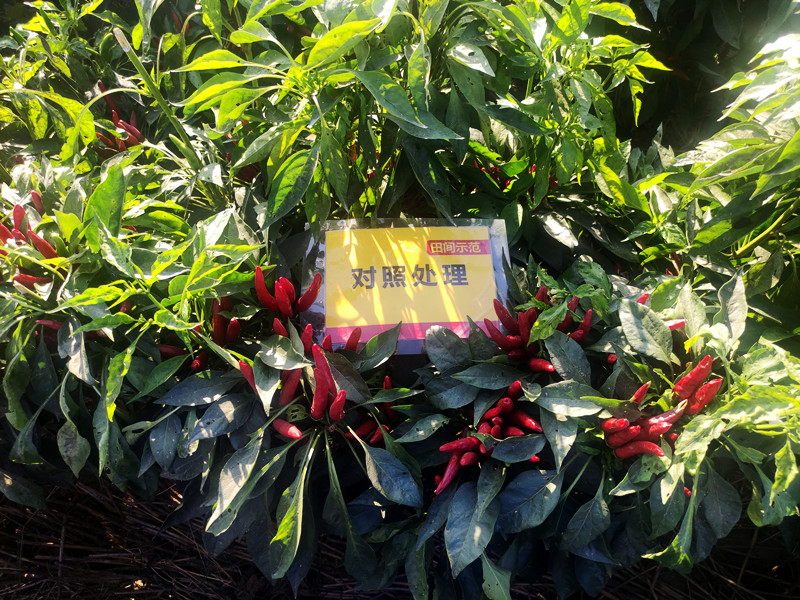 9月12日对照朝天椒嫩头多，椒果不均匀_副本.jpg